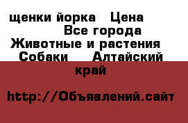 щенки йорка › Цена ­ 15 000 - Все города Животные и растения » Собаки   . Алтайский край